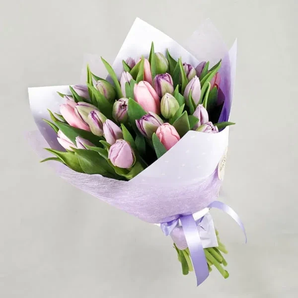 ტიტები ჰოლანდიური (25 ც.)