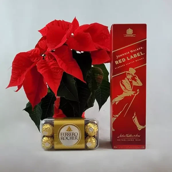 საშობაო ნაკრები პუანსეტიითა და Johnnie Walker ვისკით