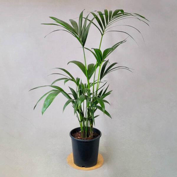ჰოვეა 150 cm ჰოვეა 150 cm